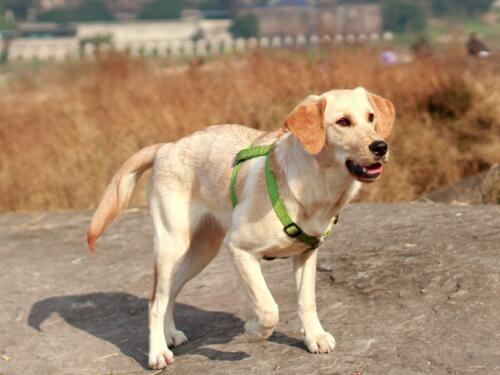 【冠领普法】宠物寄养期间死亡,谁来担责-图1 【冠领普法】宠物寄养期间死亡,谁来担责-图1